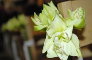 FLEURS D�-Co